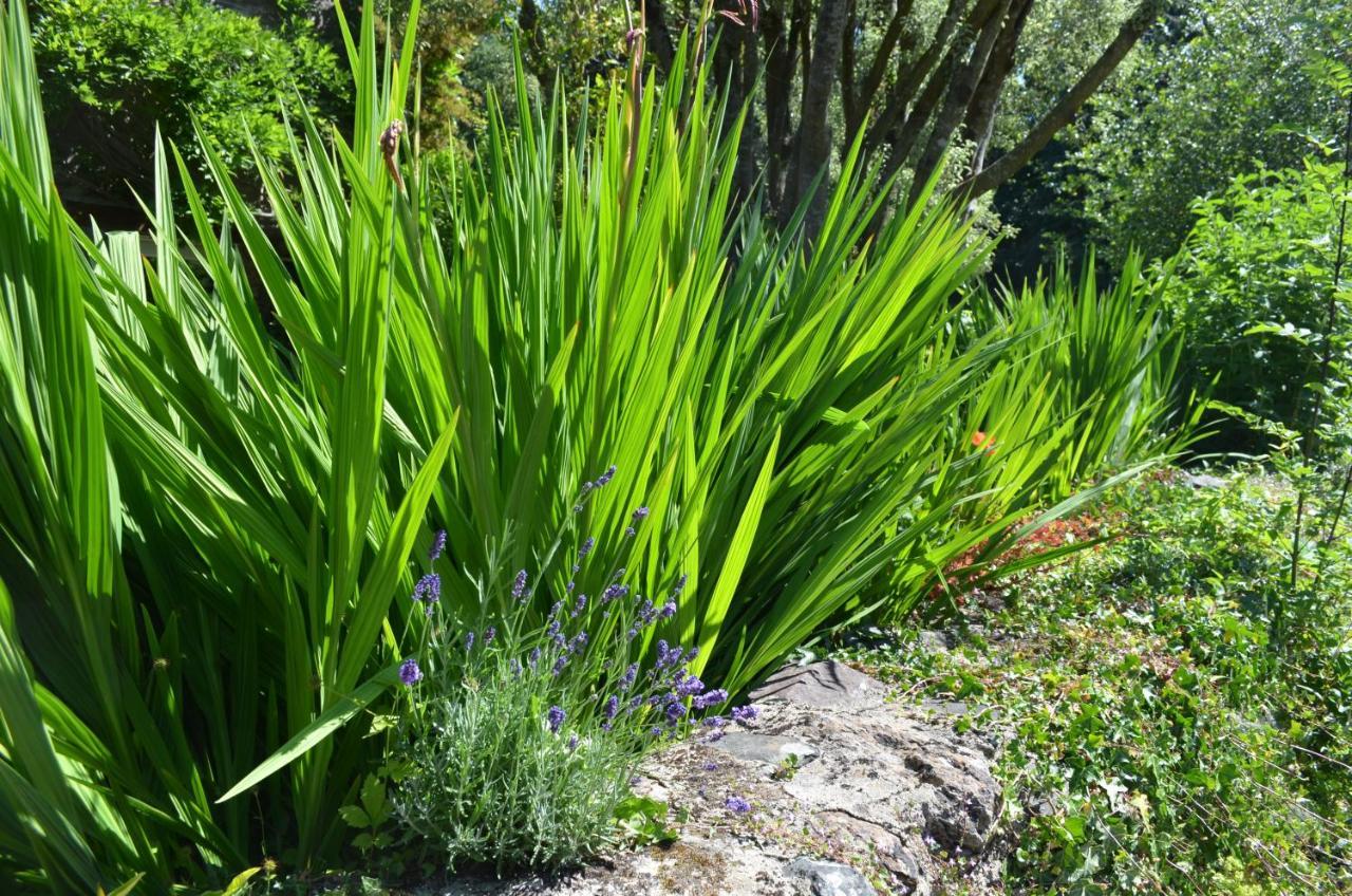 Bow Mill Farm Bed & Breakfast Totnes Bagian luar foto